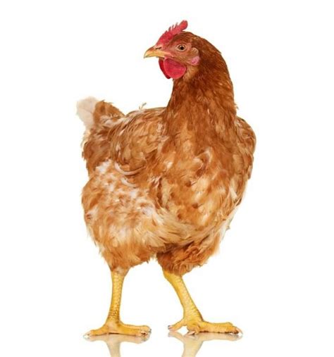 red ranger|red ranger chickens.